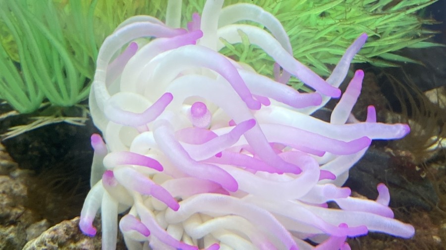 Picture of a Live Pink Anemone
