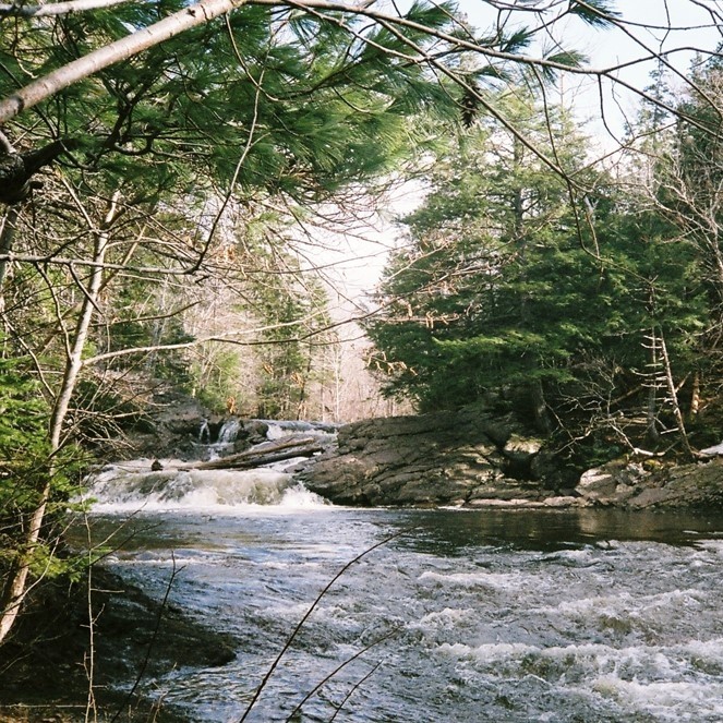 A river in the woods