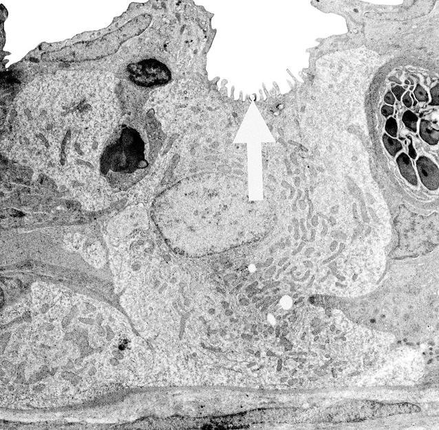 Microscopic image of fish osmoregulation